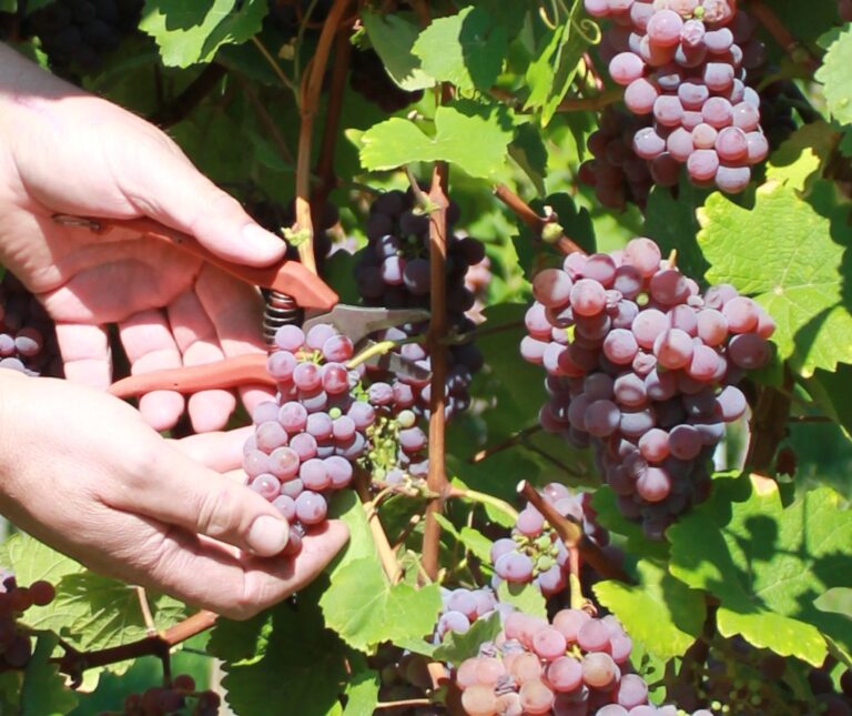 Producteurs & artisans